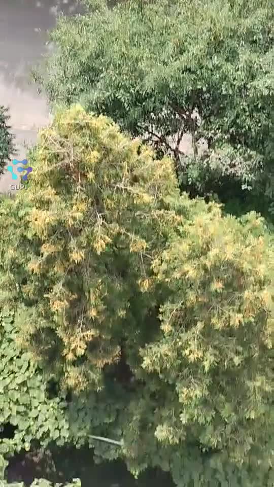 Video de @gupiuser153804