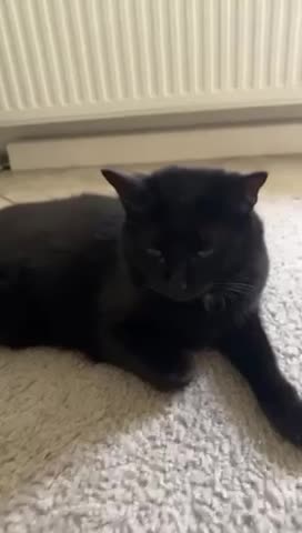 Original Sound - 🐈🐈🐈 PISI😃💗💗💗💗💗