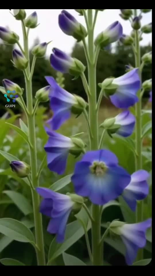 Original Sound - Iulian Serghe