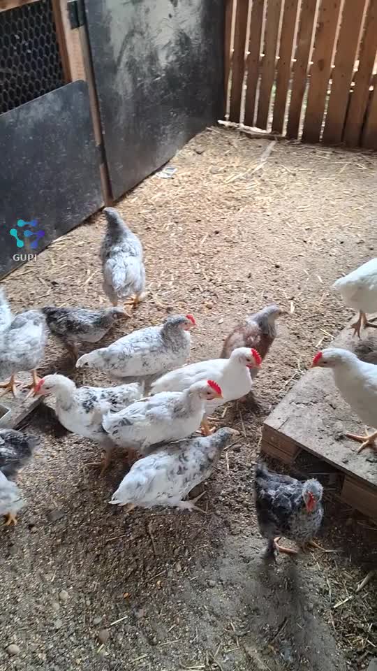 Video de @gupiuser152650