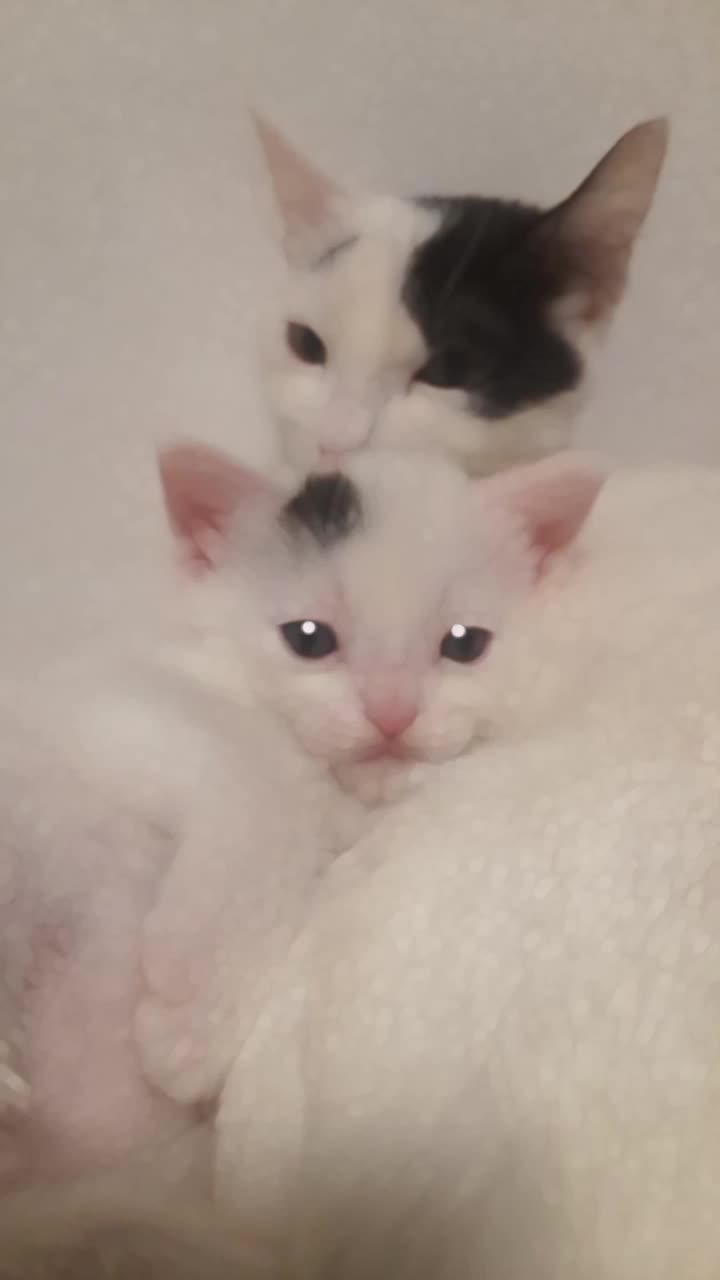 #catlove