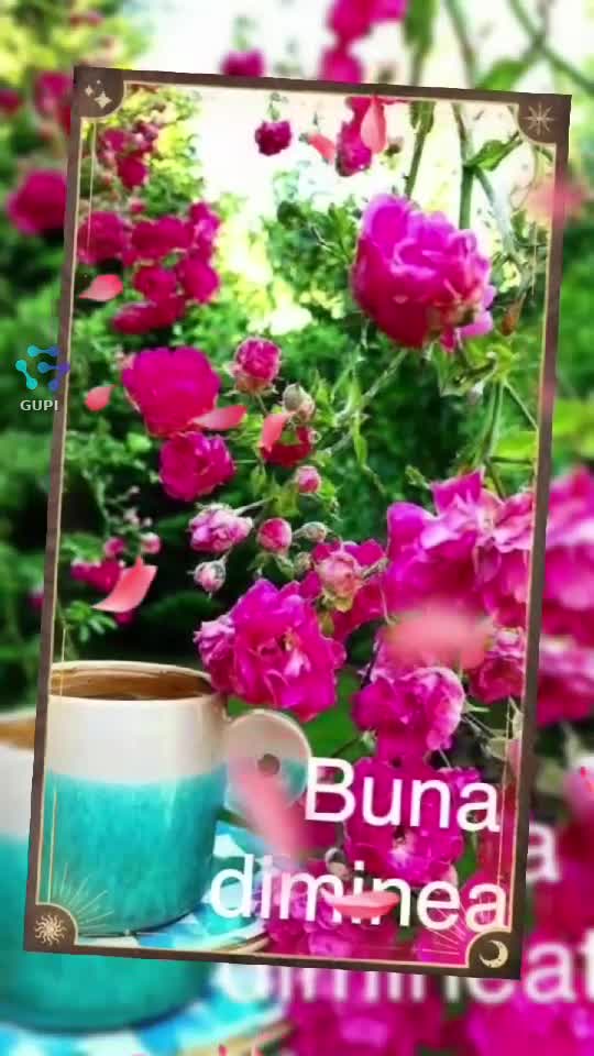 Video de @irina76🌹