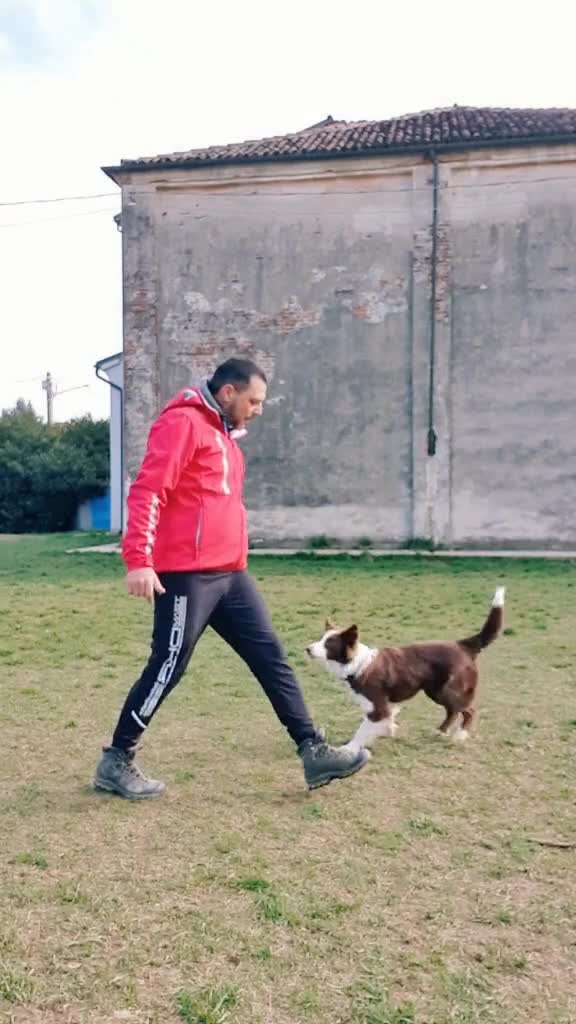 Dogdance , o disciplină sportivă canină care în ultimi ani cucerește lumea ❤️❤️
 âine