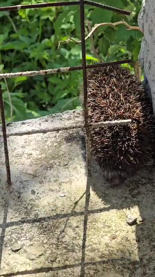 Colegul de munca