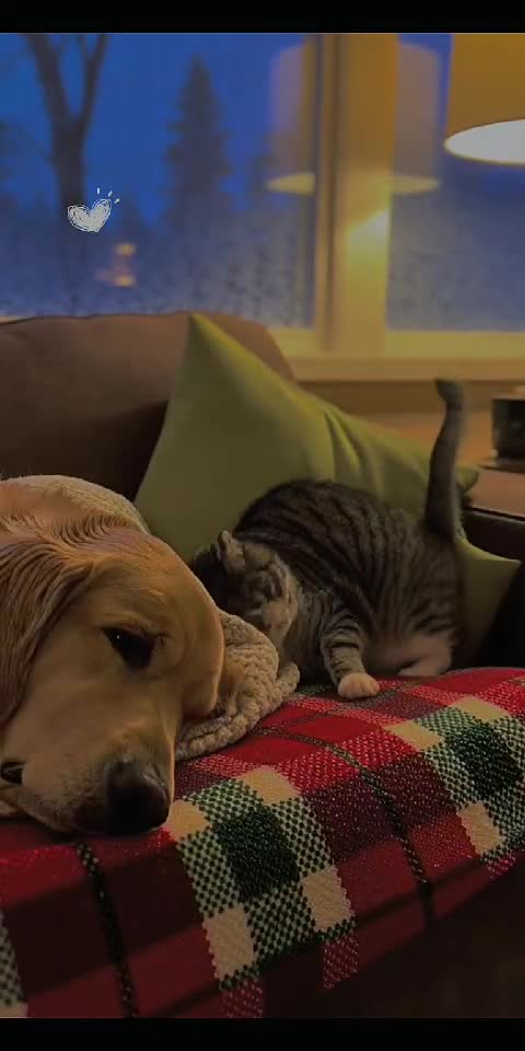 Cat Steals Dog's Blanket – Survival of the Warmest! 😼🐶🧣