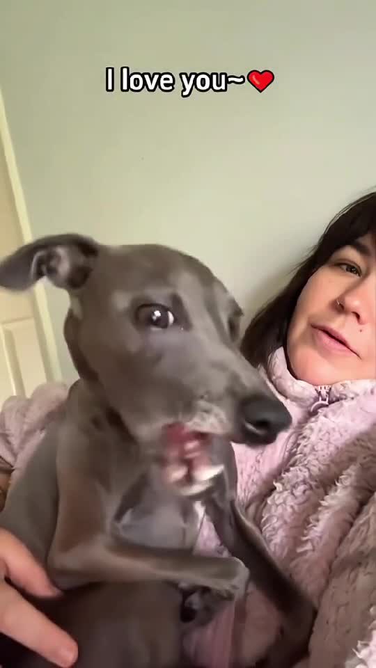 🐶 Dog I Love You 🥰| Pet Talk Videos - Adorable Animals 🐕    👇🏼 YouTube.com/@GeorgeChristmas