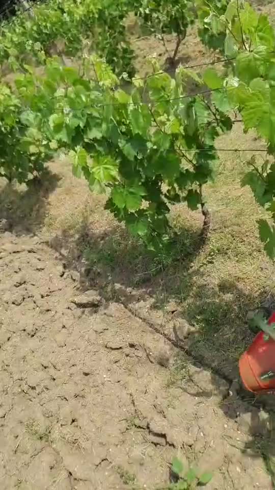 Acasă Drăgășani.