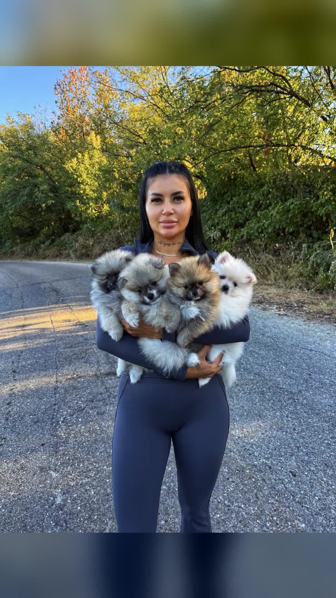 🐻🐶💙🩷Pomeranian🐻🐶