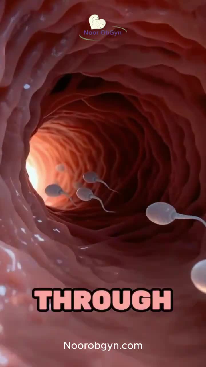 Sistemul reproducator si fecundatia.