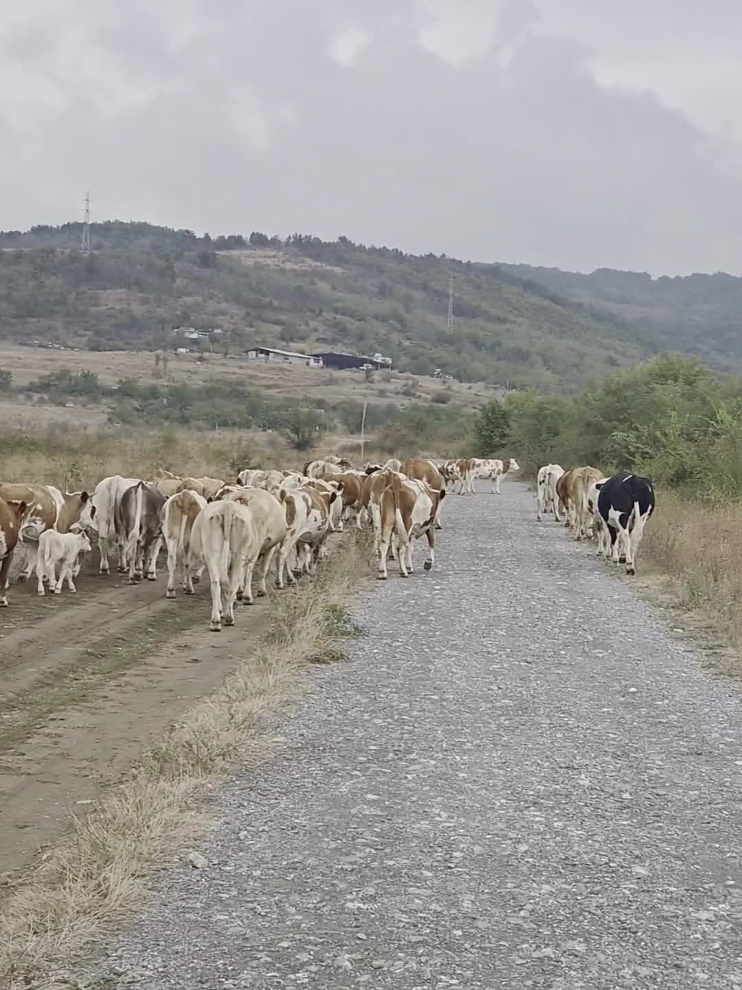 Video de @gupiuser1032348