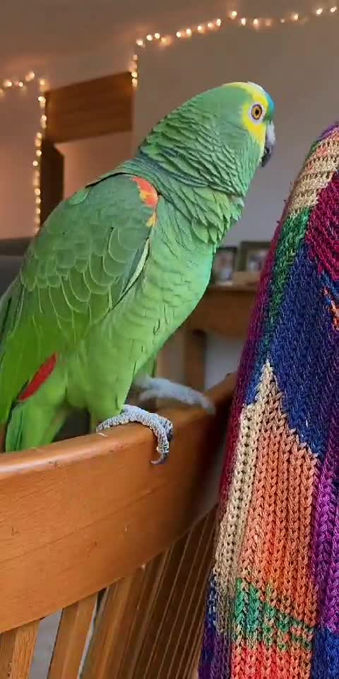 Parrot Fashion Police 🦜👗