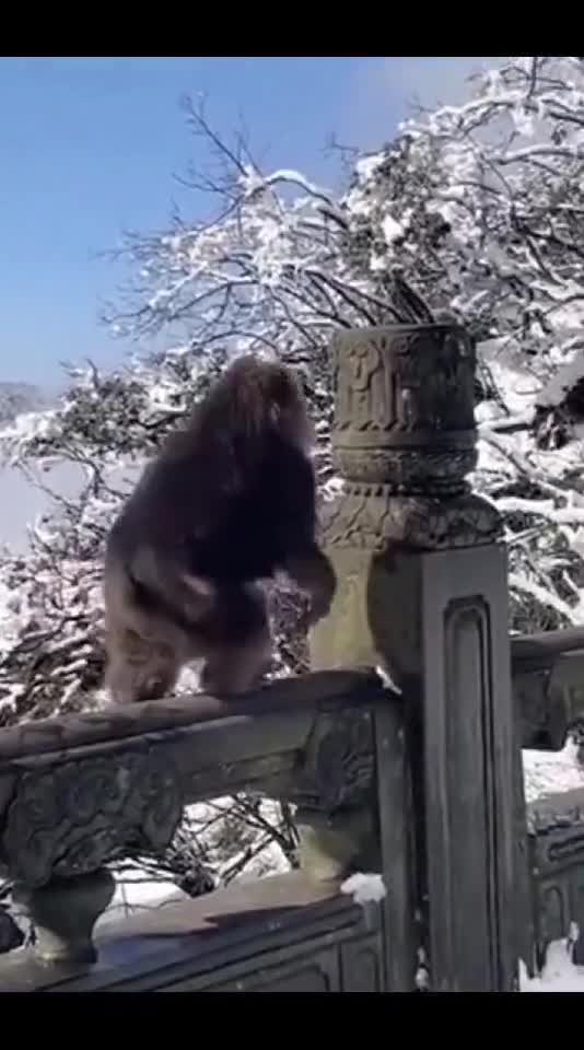 funnyvideos