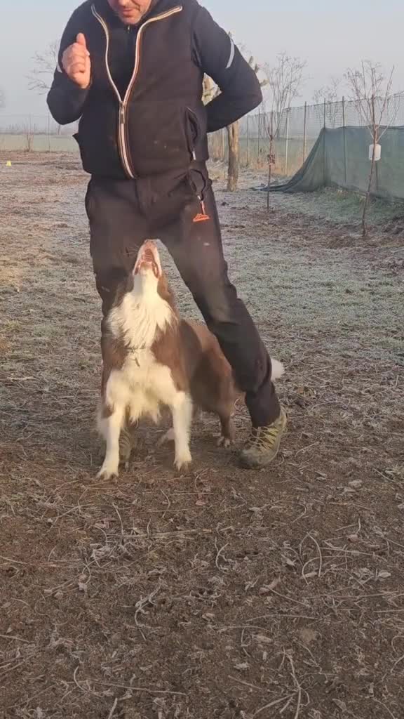 dresajul înseamnă atenția cainelui 100% , însemna a lucra în echipa , a crea o echipa .... NU DATI CAINII LA DRESAT , LUCRATI VOI CU EI .