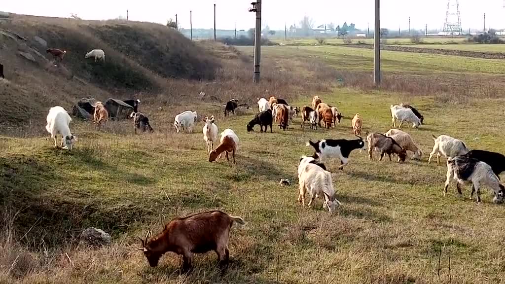 Video de @viatalaferma
