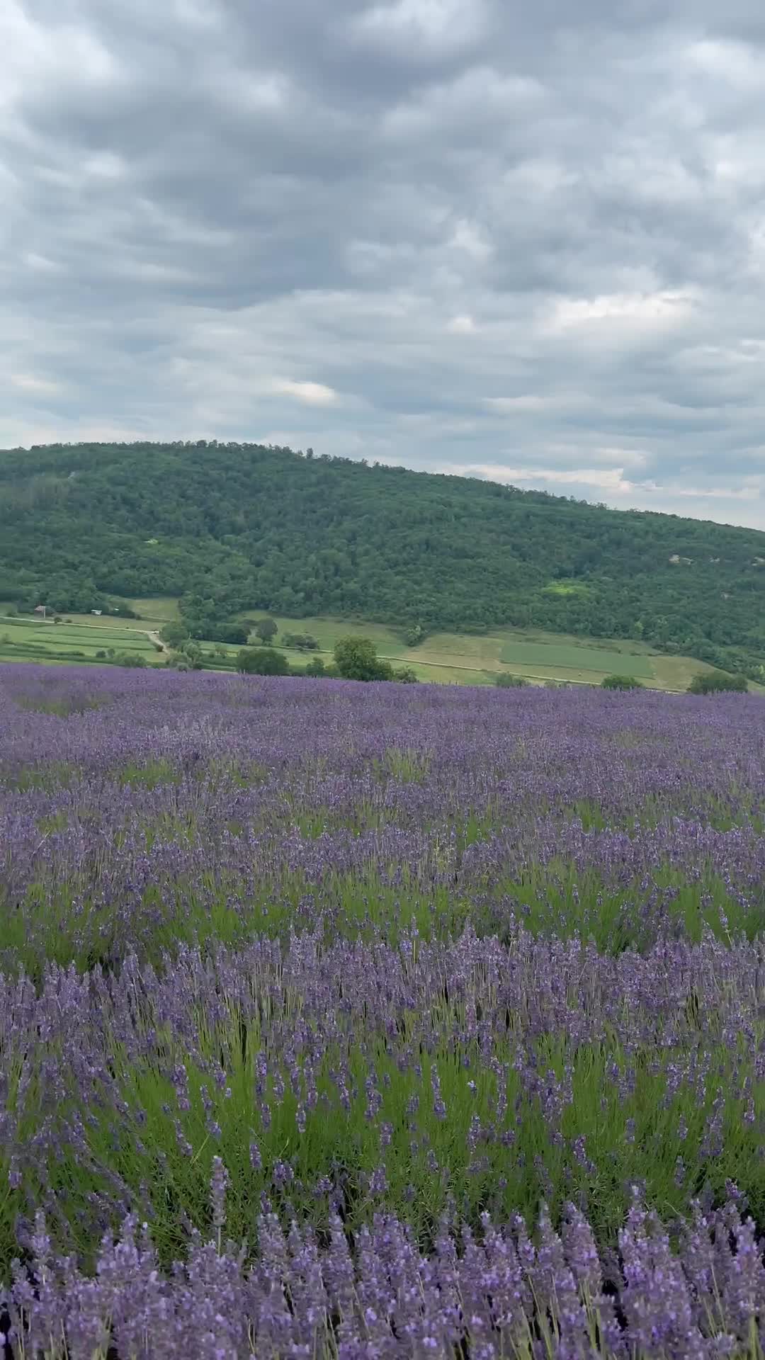 Video de @gupiuser166760