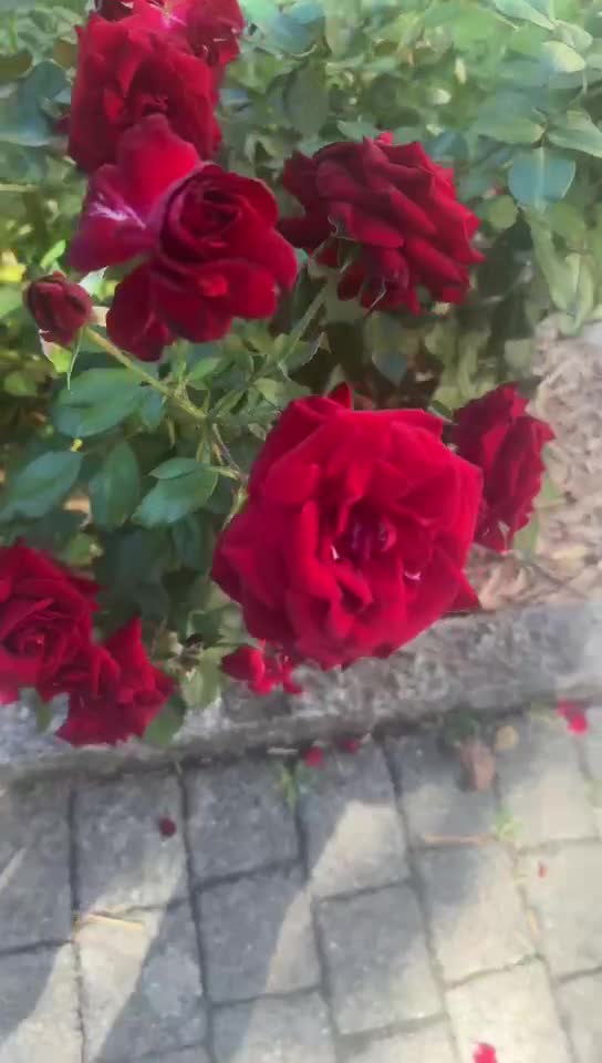 Video de @🇨🇭Vasile1805🇧🇪