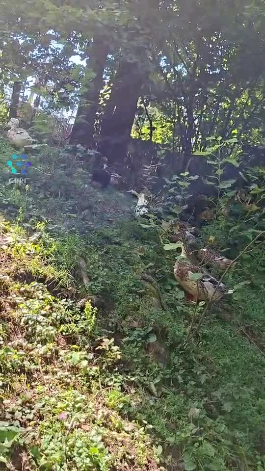 moțatele🥰🦆🦆🦆🦆🦆🦆🦆