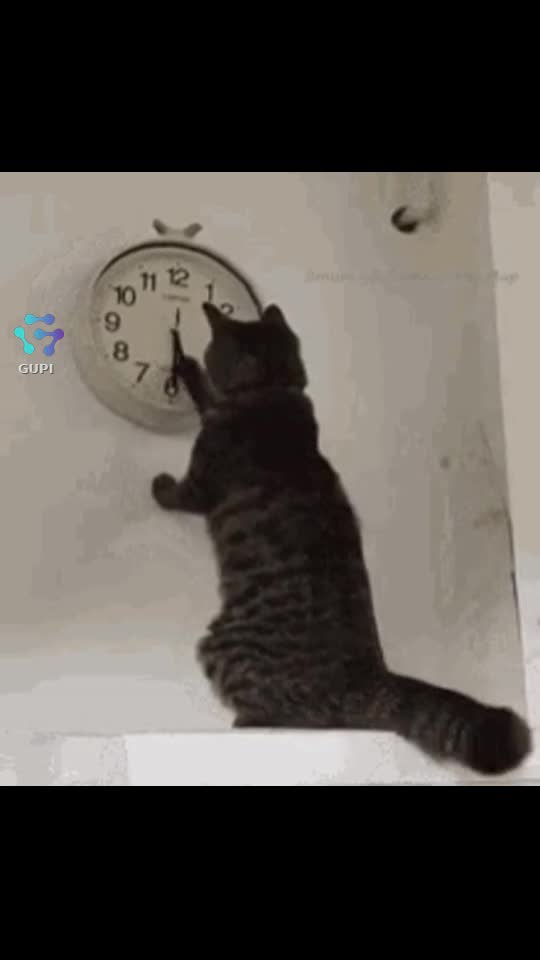 ce zboară timpul!
ce înseamnă să ai 9 vieți!!