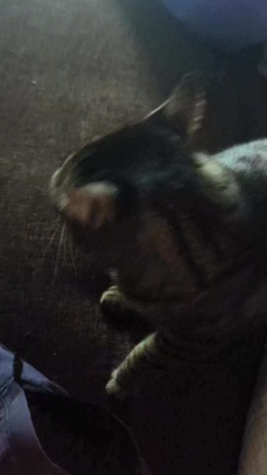 #cat