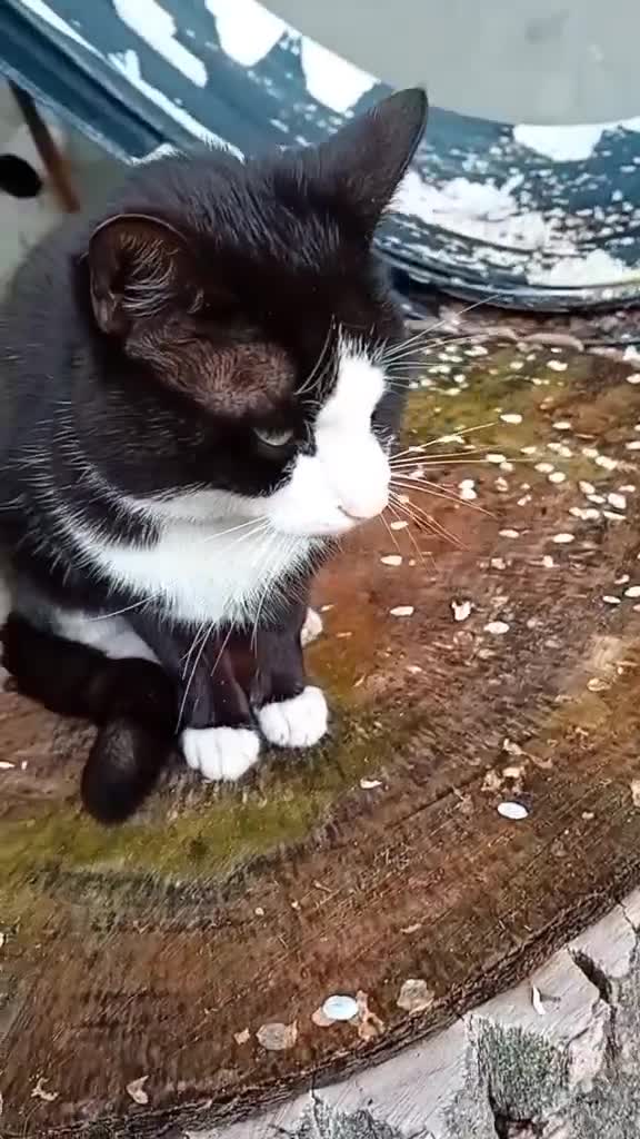 #catlove
