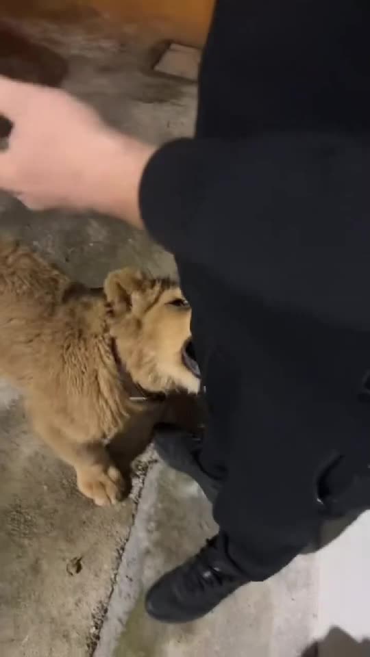 Thor al meu ❤️❤️
Nu există coincidențe întâmplătoare.