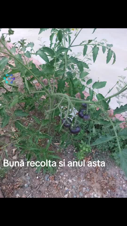 Video de @gupiuser149148