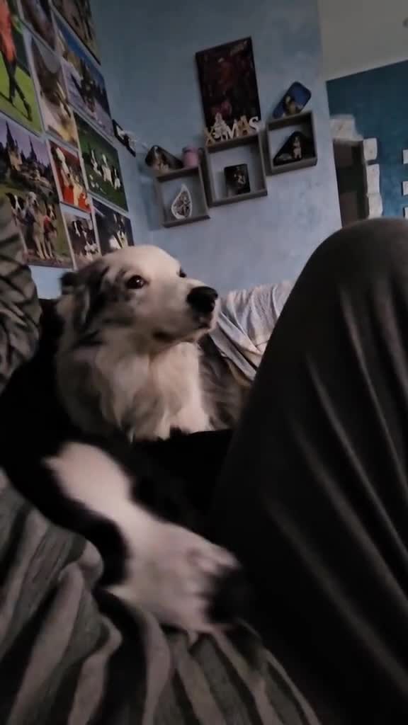 un caine trăiește în medie 12 ani .... tot acest timp ti.l dedică ție.... iubiții, respectatii și îngrijiții 🤍🩶🖤