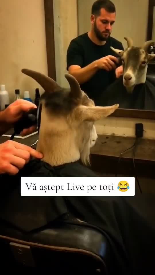 Vă aștept Live #🤣🤣🤣