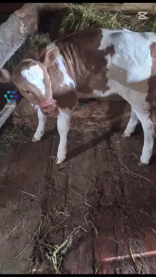 Video de @gupiuser167190