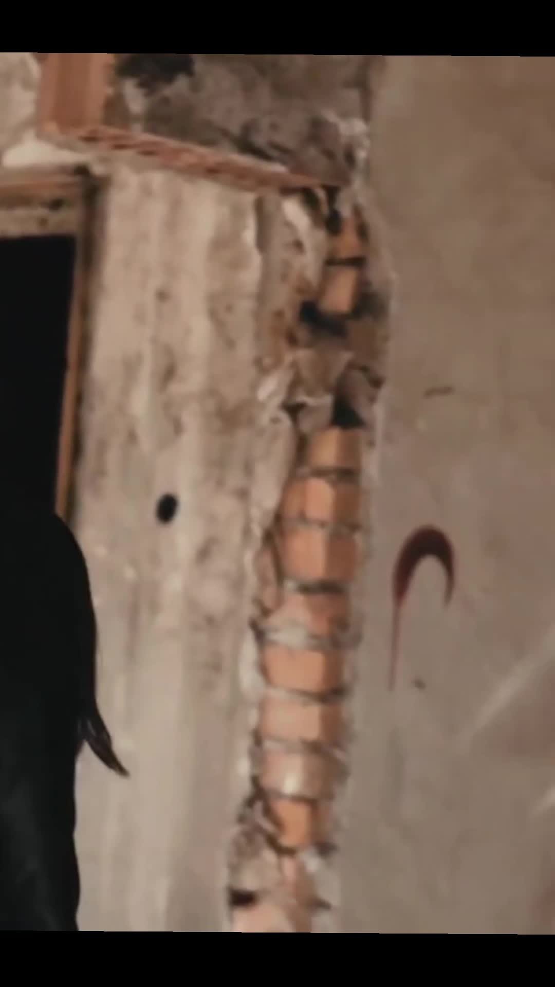 Video de @Ovidiu