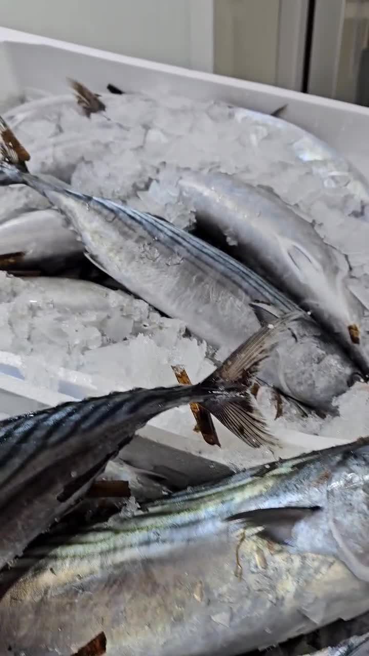 Tonul..un pește apreciat pentru valoarea sa nutritivă și pentru gustul său delicios.Există mai multe specii de ton, tonul roșu , tonul galben si alb .