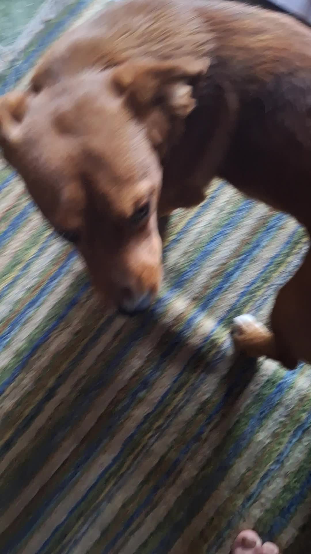 Un câine fericit