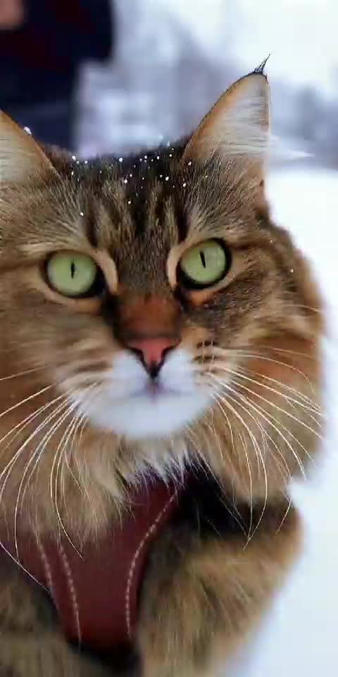 Cat’s First Time Seeing Snow ❄️😼