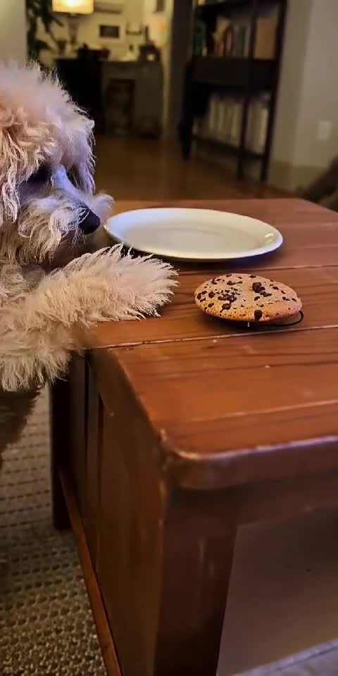 The Snack Thief 🐶🍪