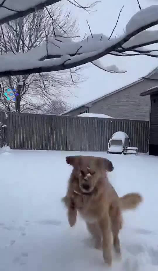 Winter Zoomies → Instant Ice Slide Fail! 🐶❄️💥      IceFail