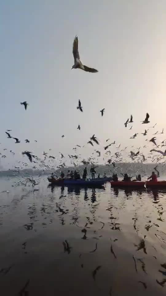 bird's are beautiful
