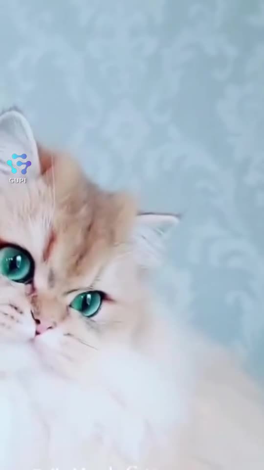 Video de @gupiuser319769