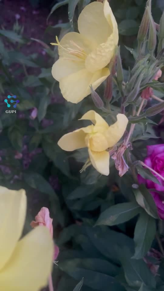 Video de @gupiuser153628