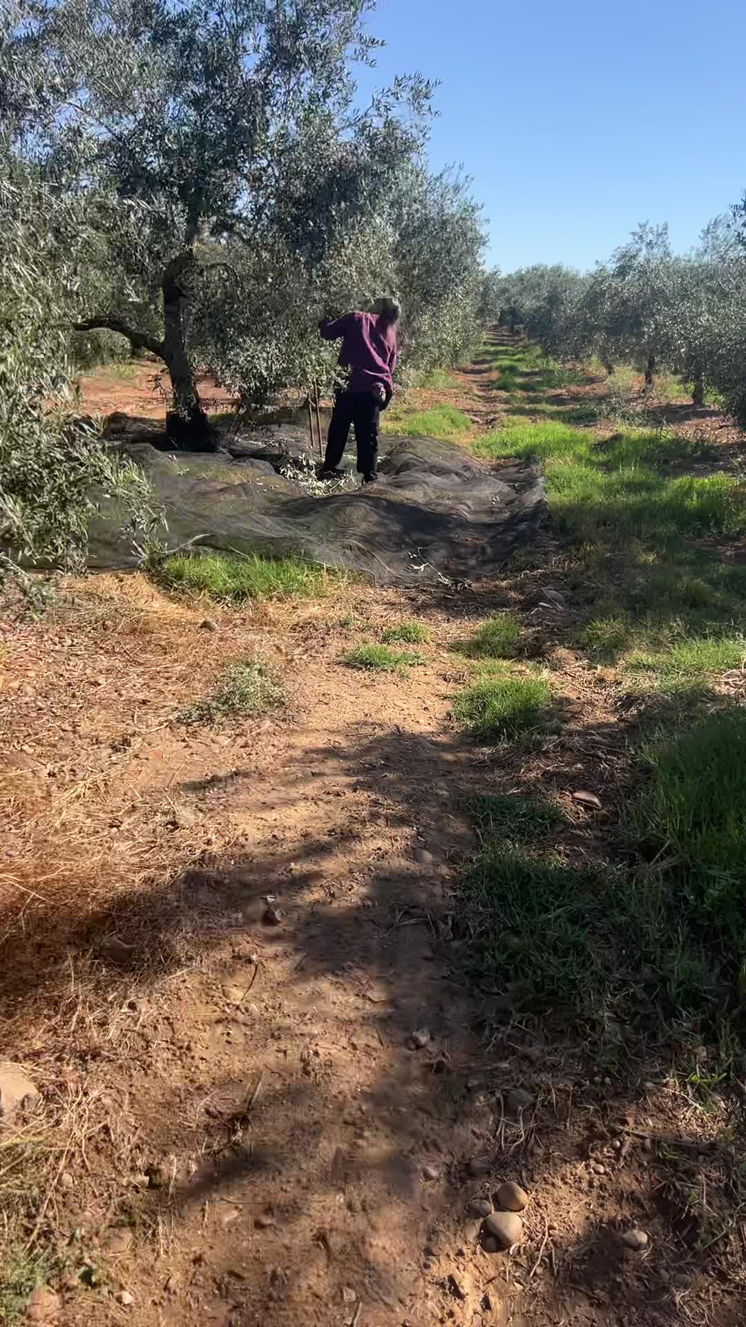Video de @gupiuser892562