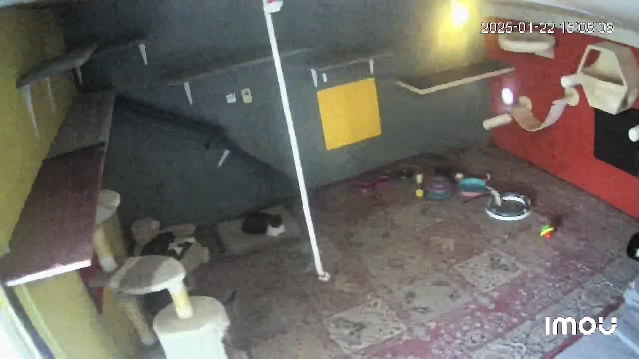 Suntem o asociatie de protectie a animalelor nou infiintata. Avem un adapost de pisici construit inca din 2018.  Pt sustinere revolut @horatiu77