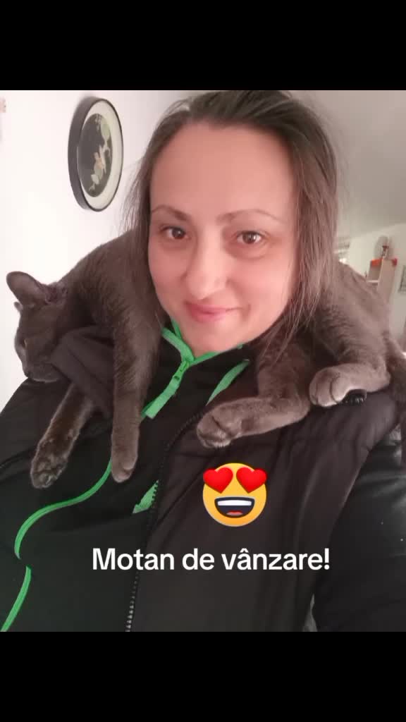 catlove