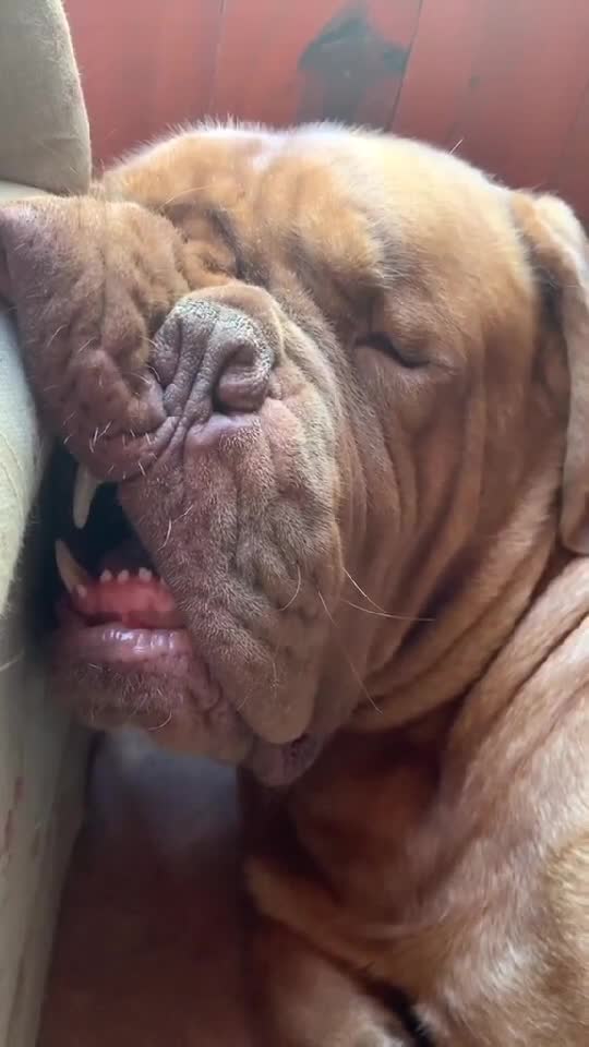 🐶 Just Funny Dogs 🤣| Hilarious Pet Positions and Faces - Animal Comedy 🐕    👇🏼 YouTube.com/@GeorgeChristmas