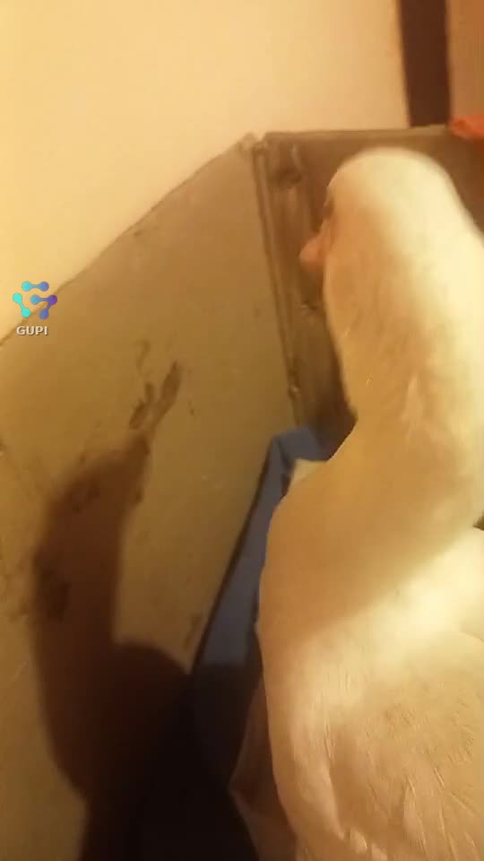 Video de @gupiuser248395