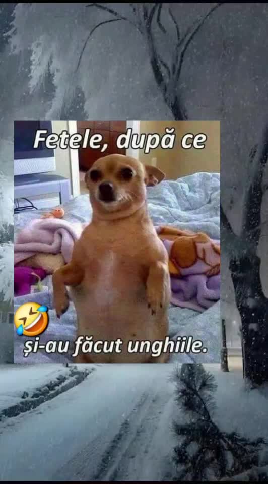 🇷🇴🤪🇷🇴#🇷🇴🤣🤣