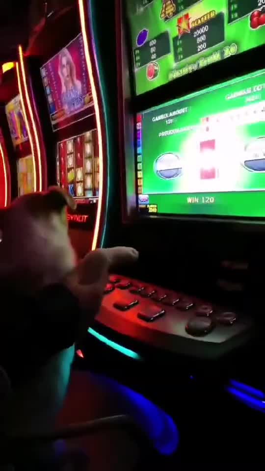 #dog
