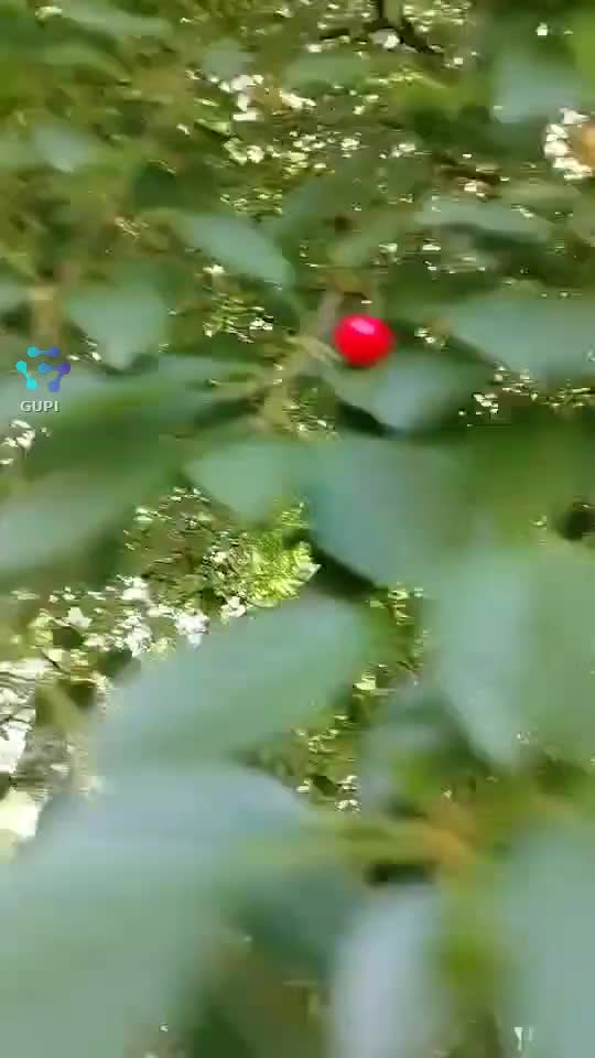 Video de @gupiuser153804