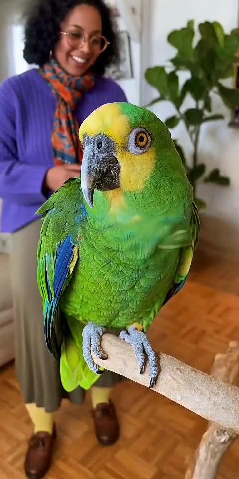 Parrot Roasting Everyone 🦜🔥