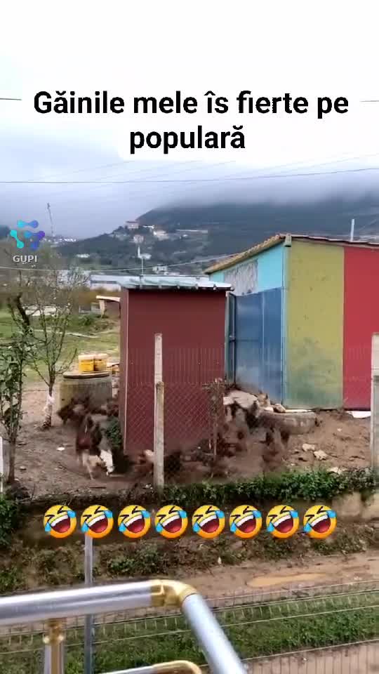 Video de @gupiuser156683