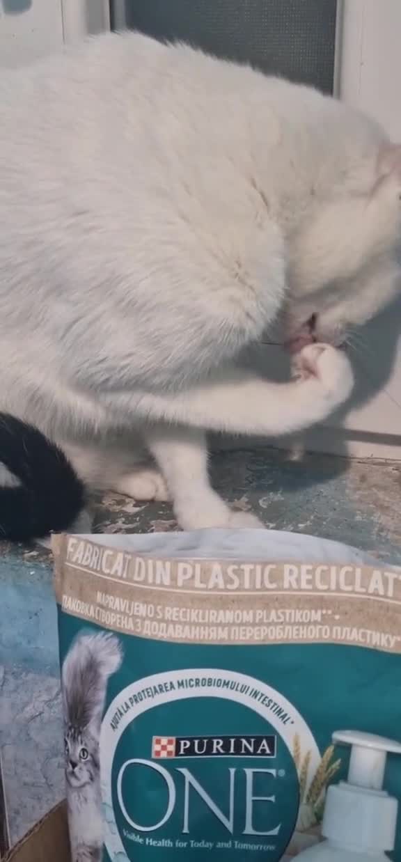 #pisica