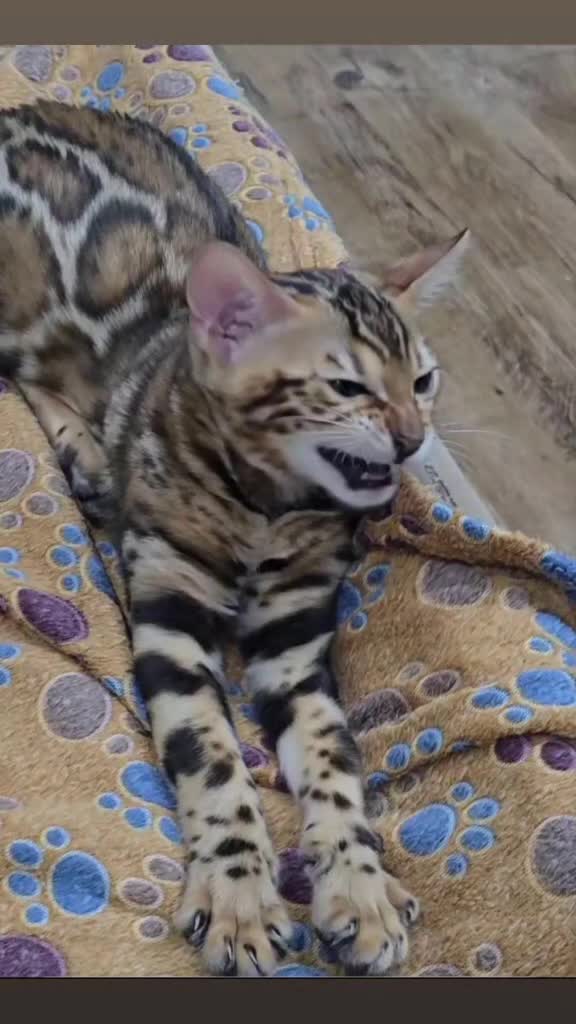 🐆🐆Miiaaauuu🐆🐆